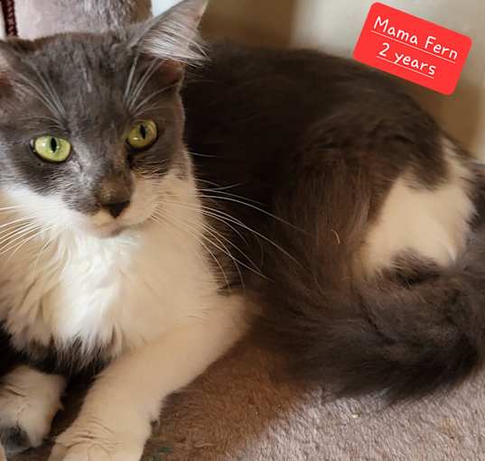 Photo of Fern