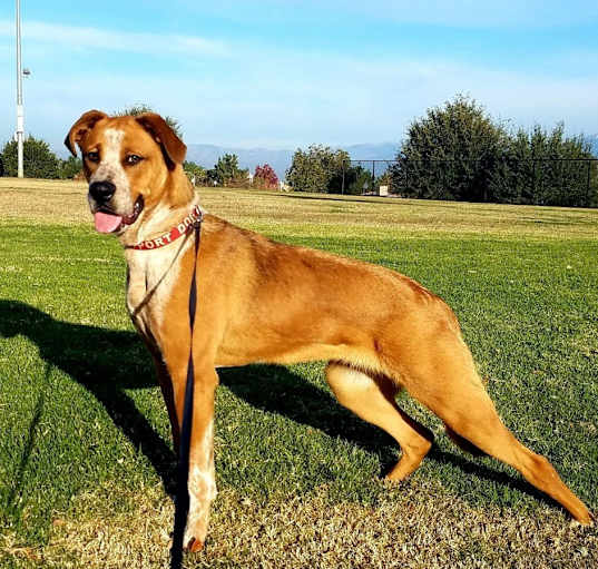 Photo of Brownie
