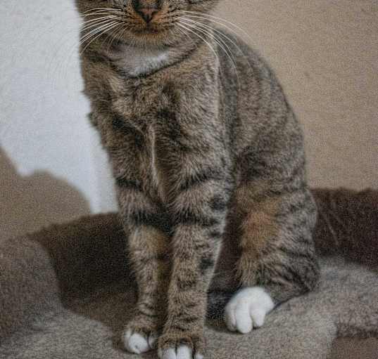 Photo of Annie