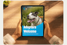 What's New at Adopt a Pet in August 2025