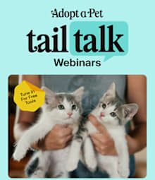 What's New at Adopt a Pet in February 2025