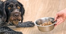 Dry Food vs. Wet Food: Choosing the Right Diet for Your New Dog