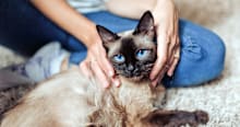 15 Facts That Prove Siamese Cats Are Total Icons