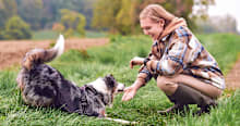 Love Australian Shepherds? You’ll Be Obsessed With These 10 Aussie Mixes