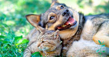 Cat-Friendly Dogs: Perfect Pals for Feline Households