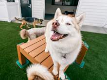 Does Dog Daycare Help With Socialization?