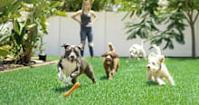 Is Doggy Daycare Good for Dogs? Tips for Choosing a Daycare