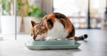 Dry Food vs. Wet Food: What to Feed a Cat