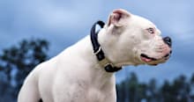 Everything You Need to Know About White Boxers