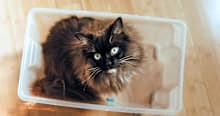 170+ Names for Your Newly Adopted Ragdoll Cat