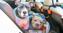 Pit Bull Mixes Deserve a Chance—Here’s Why