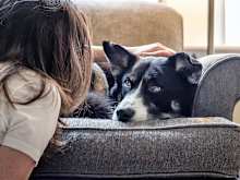 What Should You Do if Your Dog Bites Someone?