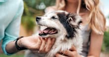 How DNA Testing Helps Shelters Share Every Dog’s Unique Story