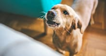 What Is Considered Excessive Dog Barking?