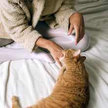 Is Your Cat Attacking You Out of Nowhere? Here’s Why