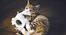 Why Is My Cat Chewing On Everything?