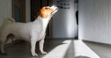 Why Is My Dog Barking at the Wall?