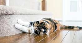 How Do You Stop a Cat From Scratching Rugs and Carpet?