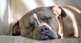 Is It Normal for New Dogs to Sleep a Lot?