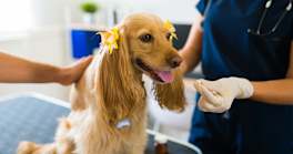 What You Need to Know About Pet Parasite Prevention