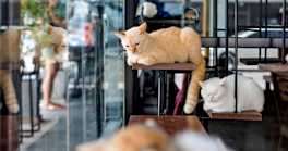 How Cat Cafes Help Save Lives