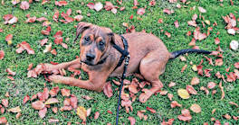 How Do I Stop My Dog From Eating Poop?