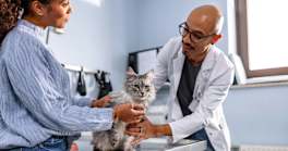 How to Choose a Vet for My Cat?