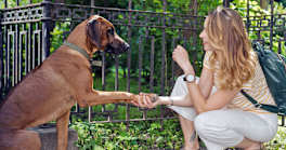 5 Reasons Why Big Dogs Are the Best