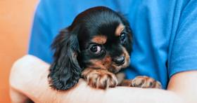 How Pet Adoption Builds Connection and Community