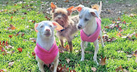 Tips for Adopting a Deaf Dog