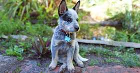 200+ Dog Names for Your New Blue Heeler