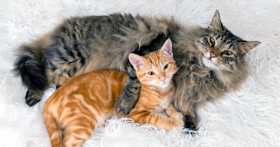 Bonded Cats: Why You Should Adopt a Bonded Pair