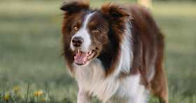 What Does It Mean to Surrender a Border Collie?