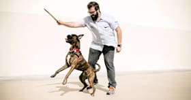 The Boxer Adoption Guide: Is This Breed Right for You?