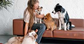 Shelters or Rescues? How to Choose the Best Place to Adopt a Pet
