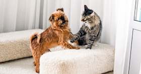 Can Dogs Be Allergic to Cats?