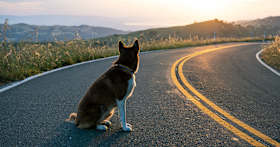 Can Pets Find Their Way Home?