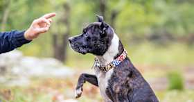 Can You Actually Teach an Old Dog New Tricks?