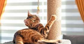 13 Ways to Refresh Your Cat’s Routine and Keep Them Thriving