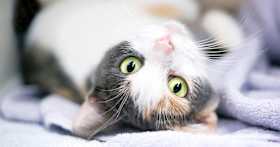 What’s a Dilute, Muted Calico Cat?