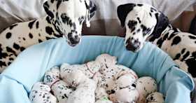 60+ Dog Names Inspired by Disney Characters