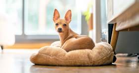 Adopting a Dog? Here’s Why a Good Bed Should Be on Your List