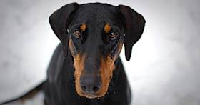 Where Can I Put a Doberman Pinscher Up for Adoption?