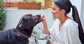 Should You Free Feed or Schedule Your Dog’s Meals?