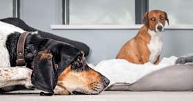 How Can I Stop My Dogs From Fighting?