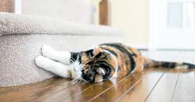 How Do You Stop a Cat From Scratching Rugs and Carpet?