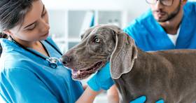 How Much Does it Cost to Microchip Your Dog?