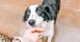 How to Tell if Your Dog Is Microchipped