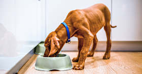 How to Transition to New Dog Food