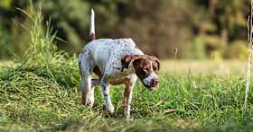 Hunting-Inspired Dog Names for Outdoorsy Pups